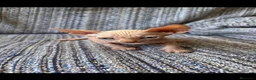 Sphynx gatos en venta: Gatos egipcio  - Anuncio 1