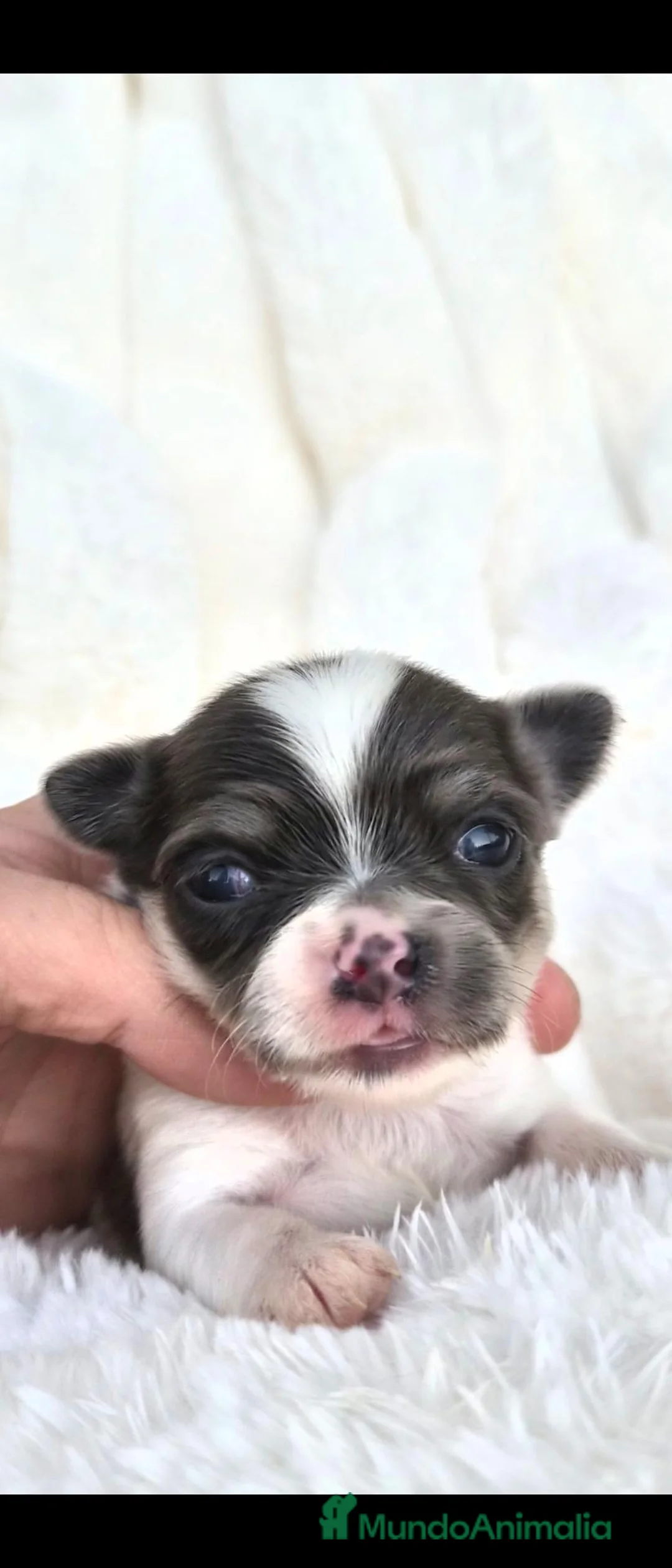 Chihuahua perros en venta: Bonitos chihuahuas - Anuncio 2