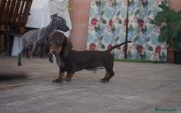 Teckel Miniatura perros en venta: 🐾 Bongo y Cacao – Teckel miniatura 🐾 - Imagen 10