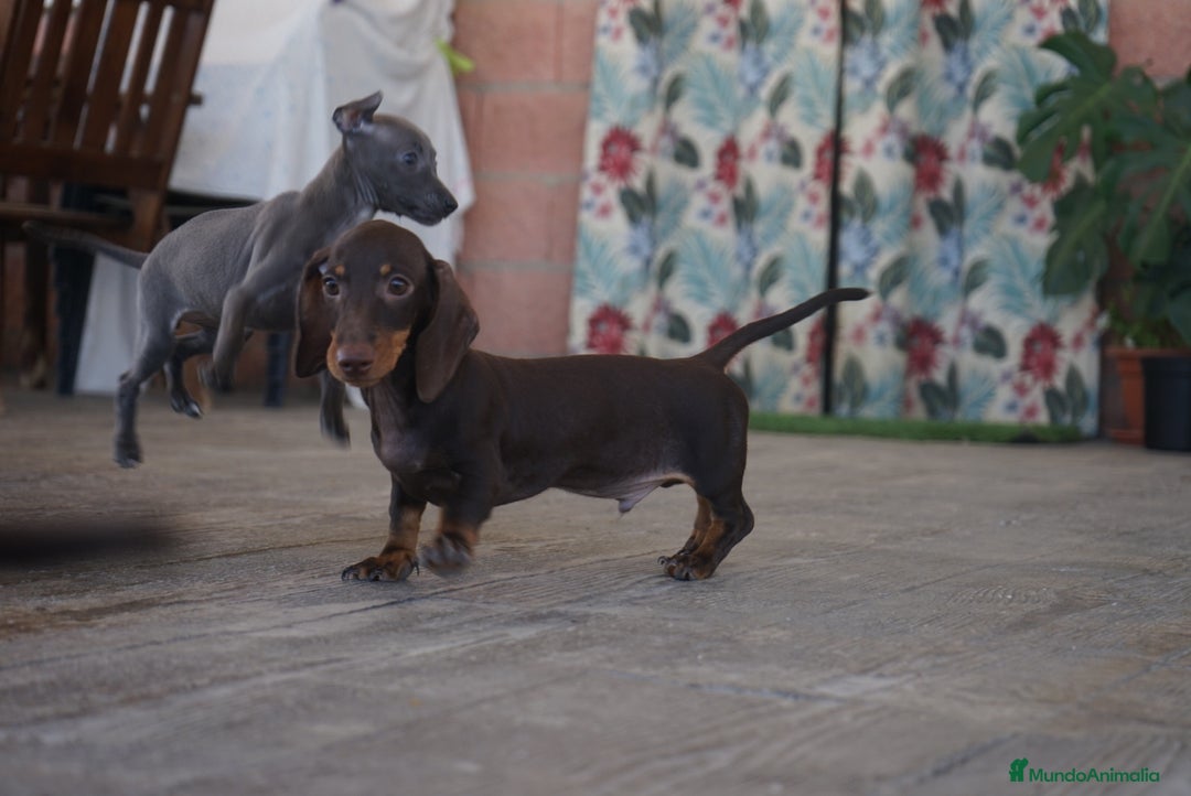 Teckel Miniatura perros en venta: 🐾 Bongo y Cacao – Teckel miniatura 🐾 - Imagen 10