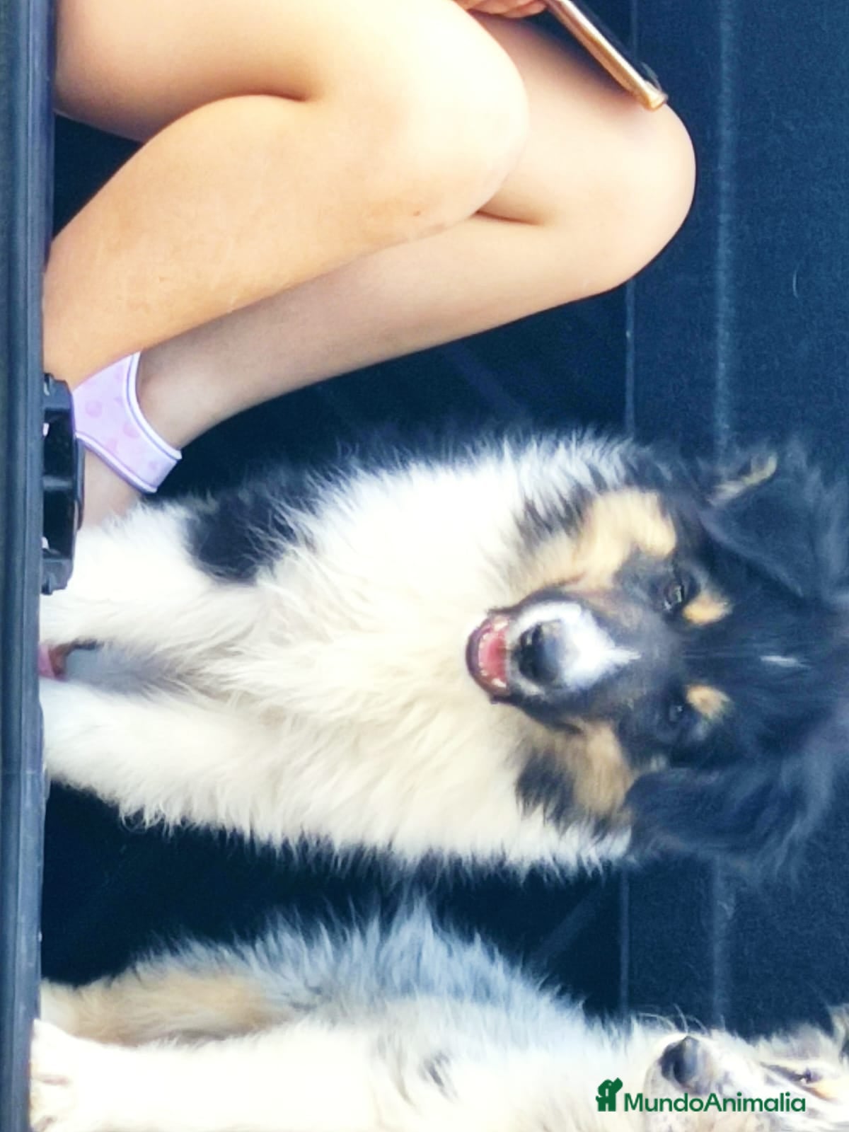 Collie de Pelo Largo perros en venta: Rough collie  - Anuncio 4