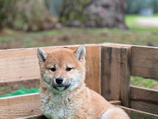 Shiba Inu perros Shiba inus - Anuncio 1