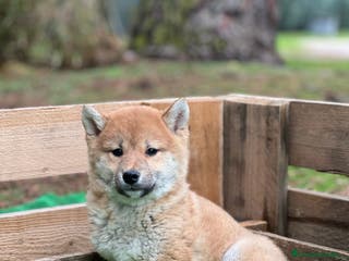 Shiba Inu perros Shiba inus - Anuncio 9