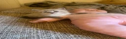 Raza Mixta gatos en venta: Cruce de siberianos  - Anuncio 3