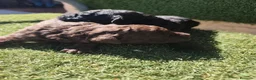 Perro de Agua Español perros en venta: Cachorros perros de agua en Zaragoza - Anuncio 25