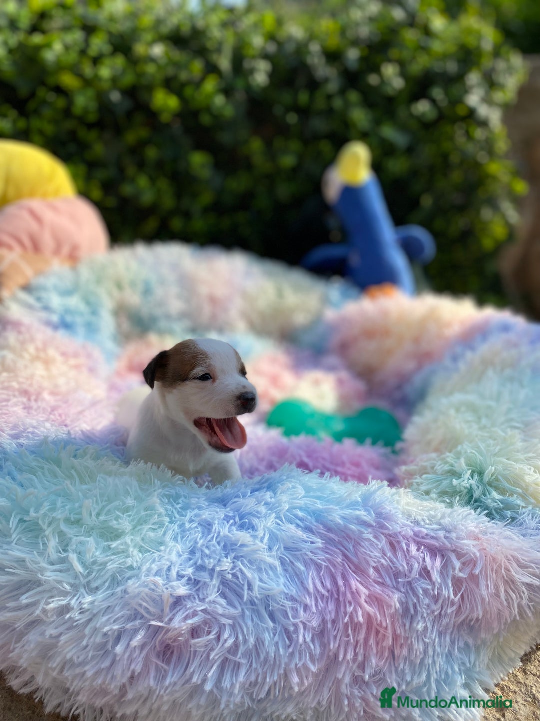 Jack Russell Terrier perros en venta: Jack Russell recién nacidos 😻🐾 - Imagen 5
