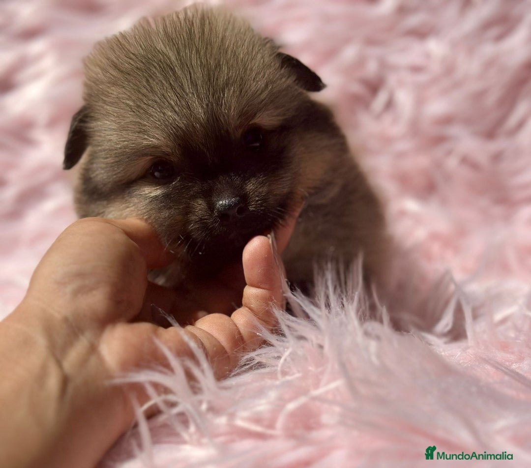 Pomerania perros en venta: Pomerania  - Imagen 2