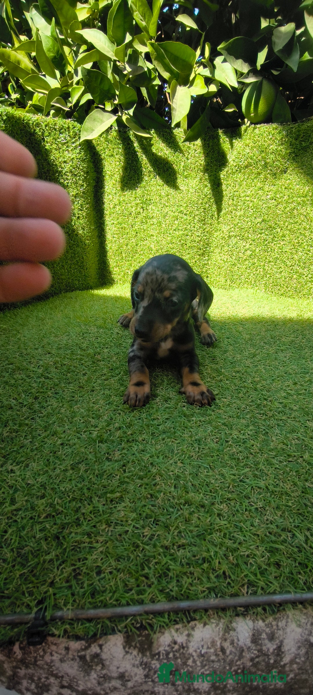 Teckel Miniatura perros en venta: camada teckel canichen muy pequeños  - Imagen 19