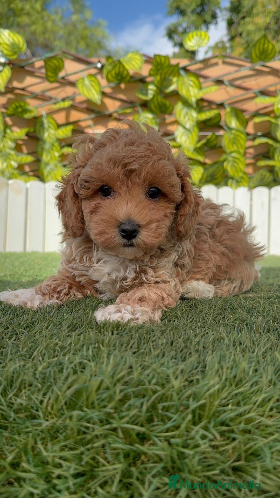 Caniche Toy perros en venta: CANICHE TOY MACHO - Imagen 1