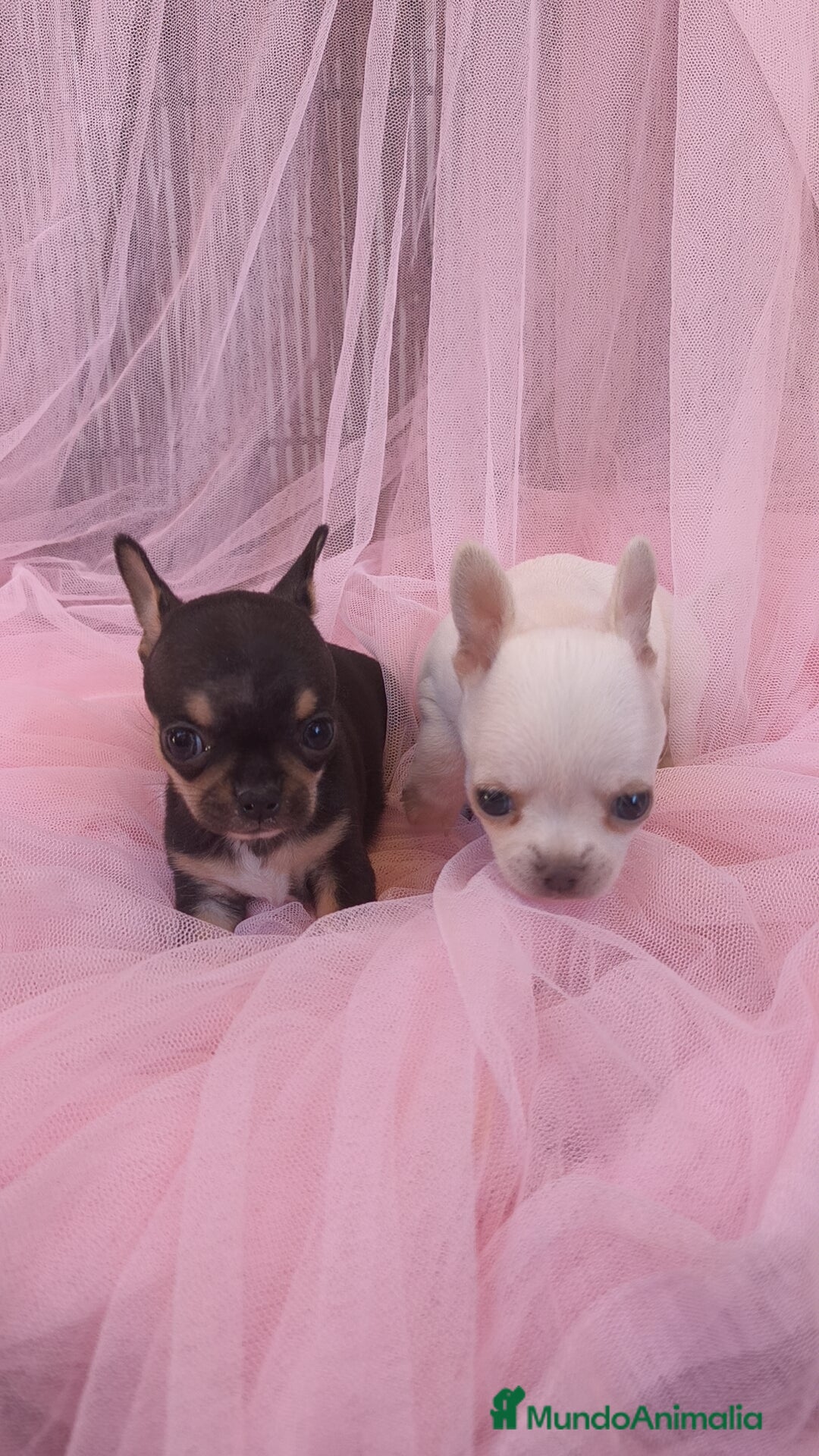 Chihuahua perros en venta: Chihuahua Toy macho y hembra  - Anuncio 4