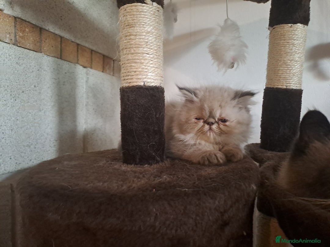 Persa gatos en venta: Persas himalayos - Imagen 1