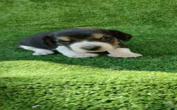 Beagle perros en venta: Beagle Hembra y Macho - Imagen 7