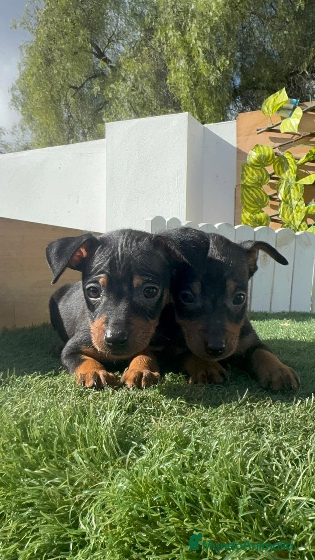 Pinscher Miniatura perros en venta: PINSCHER MINIATURA - Anuncio 13