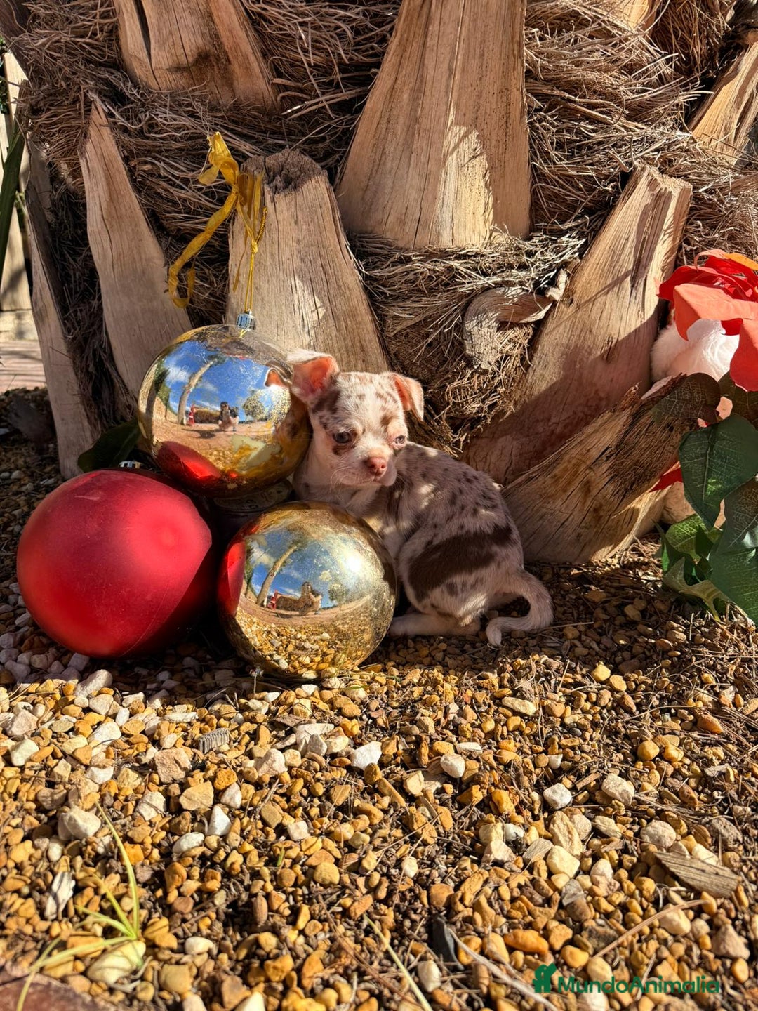 Chihuahua perros en venta: Chihuahua merle - Anuncio 2