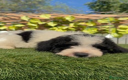 Perro de Agua Español perros en venta: PERRO DE AGUA MACHO - Imagen 21