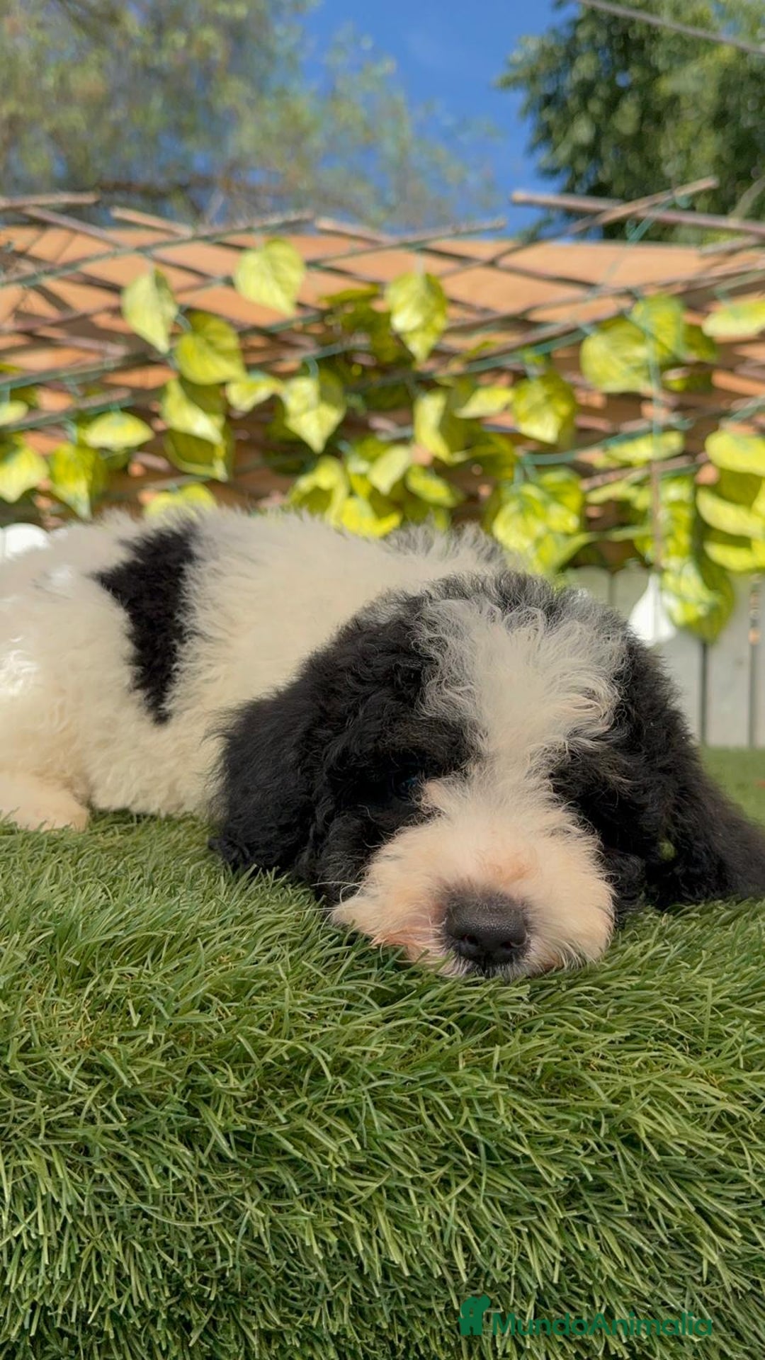 Perro de Agua Español perros en venta: PERRO DE AGUA MACHO - Imagen 21