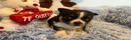 Chihuahua perros en venta: Chihuahua cabeza de manzana  en Barcelona - Anuncio 1