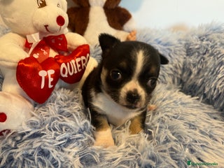 Chihuahua perros en Barcelona - Anuncio 28