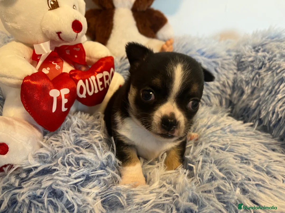Chihuahua perros en venta: Chihuahua cabeza de manzana  en Barcelona - Anuncio 1