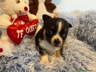 Chihuahua perros Chihuahua cabeza de manzana en Barcelona - Anuncio 36