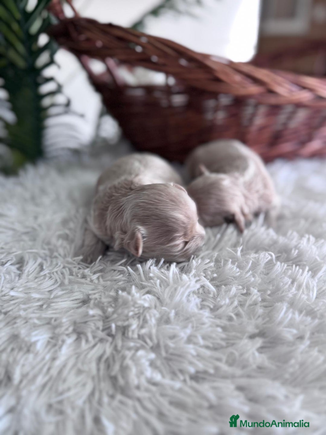 Maltipoo perros en venta: MALTIPOO HEMBRAS - Imagen 11