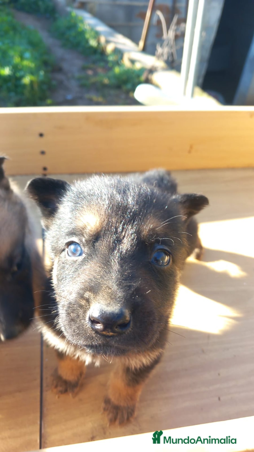 Pastor Alemán perros en venta: Pastor alemán de trabajo  - Anuncio 5