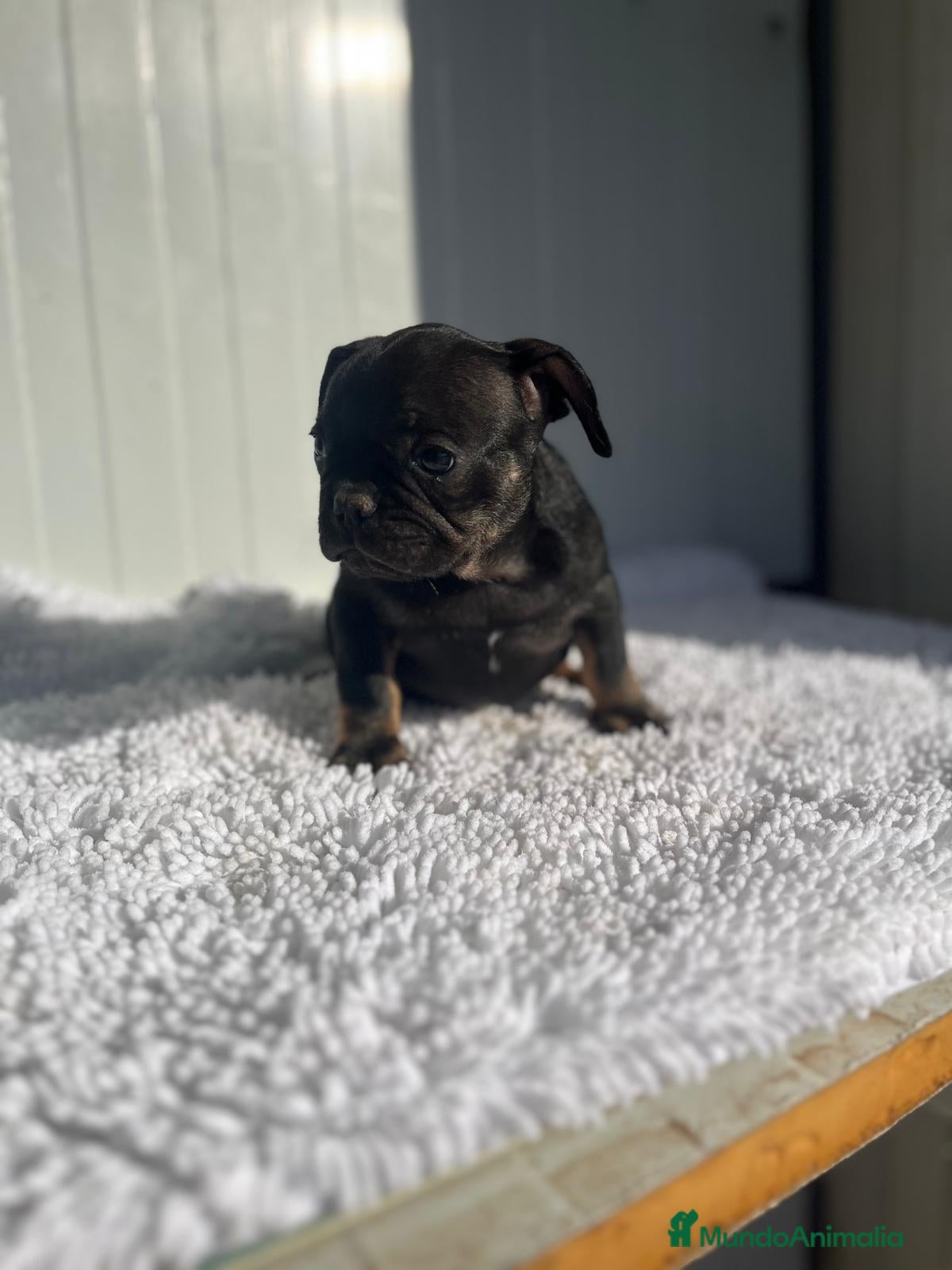 Bulldog Francés perros Bulldog francés  - Anuncio 1