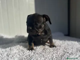 Bulldog Francés perros Bulldog francés - Anuncio 1