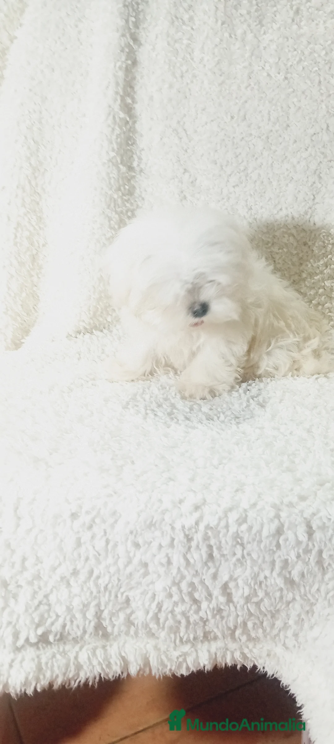 Bichón Maltés perros en venta: ‼️‼️PRECIOSA CAMADA DE BICHÓN MALTES COREANO TOY en Alicante - Anuncio 3