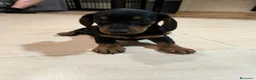 Teckel Miniatura perros en venta: Disponible Teckels miniatura de excelente calidad  - Anuncio 11