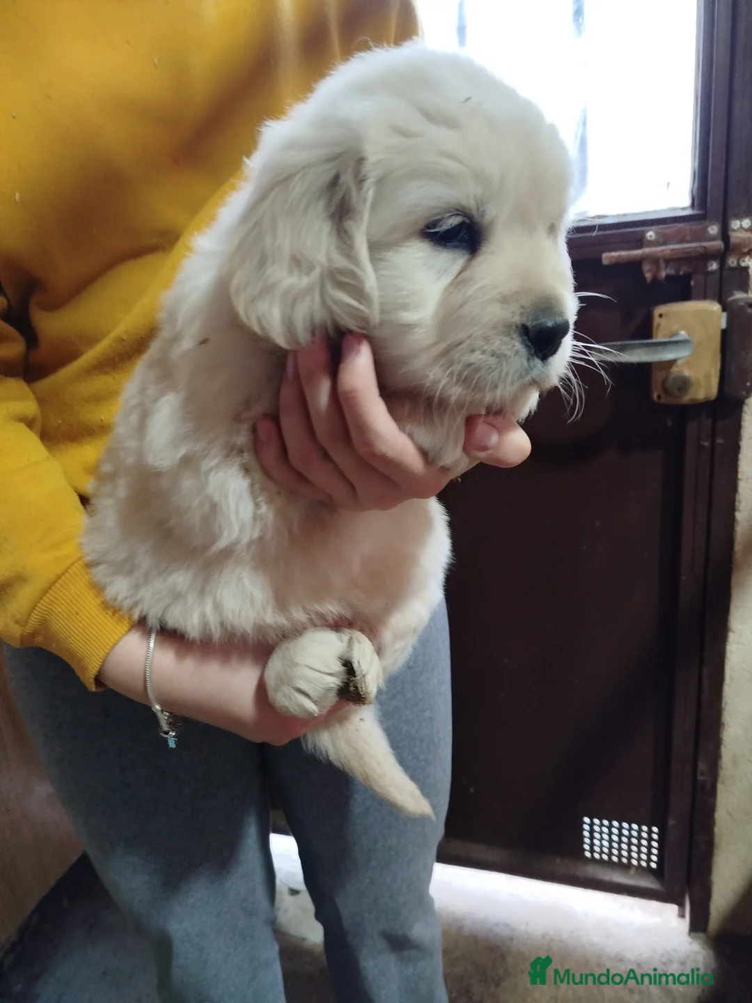 Golden Retriever perros en venta: Cachorro GOLDEN RETRIEVER  - Anuncio 2