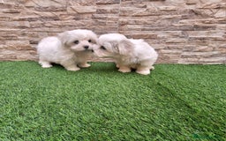 Bichón Maltés perros en venta: BICHON MALTES TOY - Imagen 1