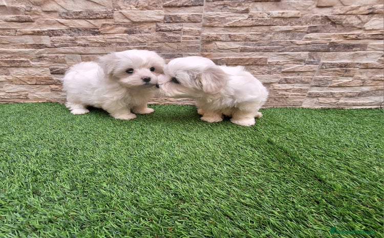 Bichón Maltés perros - Anuncio 1
