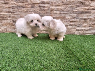 Bichón Maltés perros - Anuncio 4
