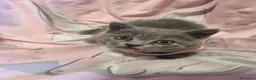 Británico de Pelo Corto Azul gatos en venta: British shorthair blue en Valencia - Anuncio 4
