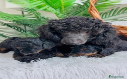 Caniche Toy perros en venta: CANICHE TOY HEMBRA - Imagen 8