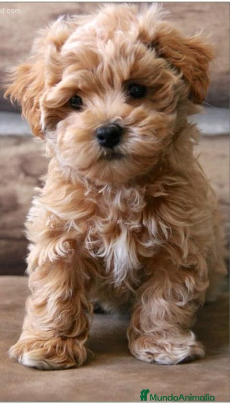 Maltipoo perros maltipoo toy  - Anuncio 1