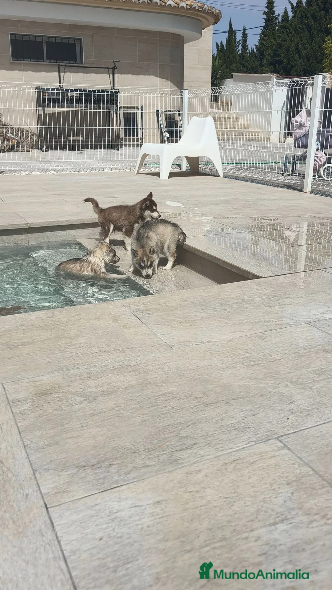 Husky Siberiano perros en venta: Husky SIBERIANO disponibles  - Anuncio 2
