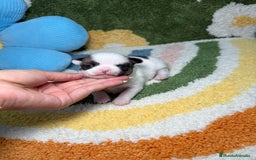 Chihuahua perros en venta: Chihuahua Macho - Imagen 1