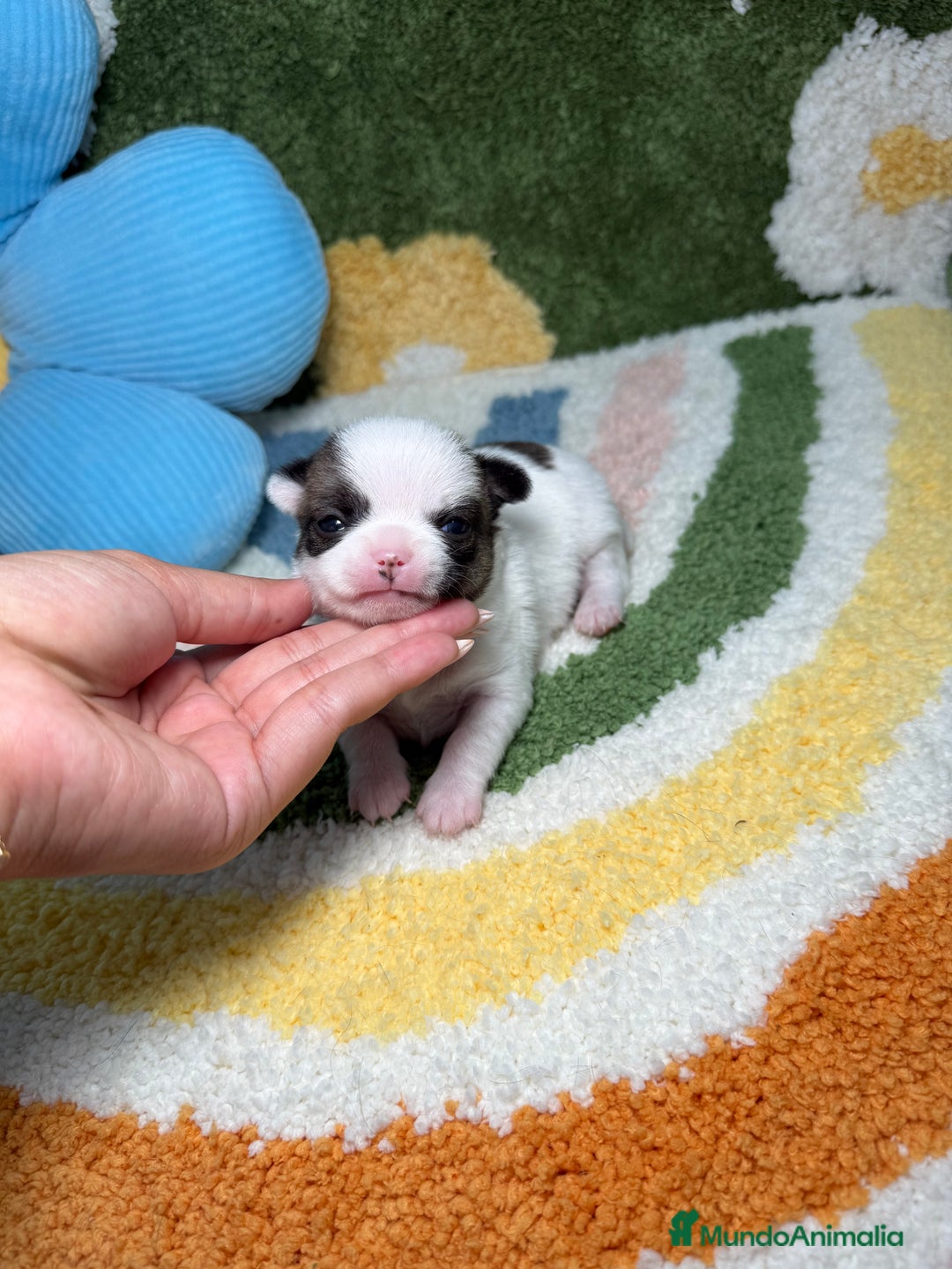 Chihuahua perros en venta: Chihuahua Macho - Imagen 1