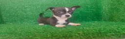 Chihuahua perros en venta: Chihuahua  - Anuncio 10