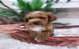 Caniche Toy perros en venta: CANICHE TOY MACHO - Imagen 4