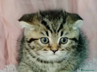 Scottish Fold gatos en Barcelona - Anuncio 4