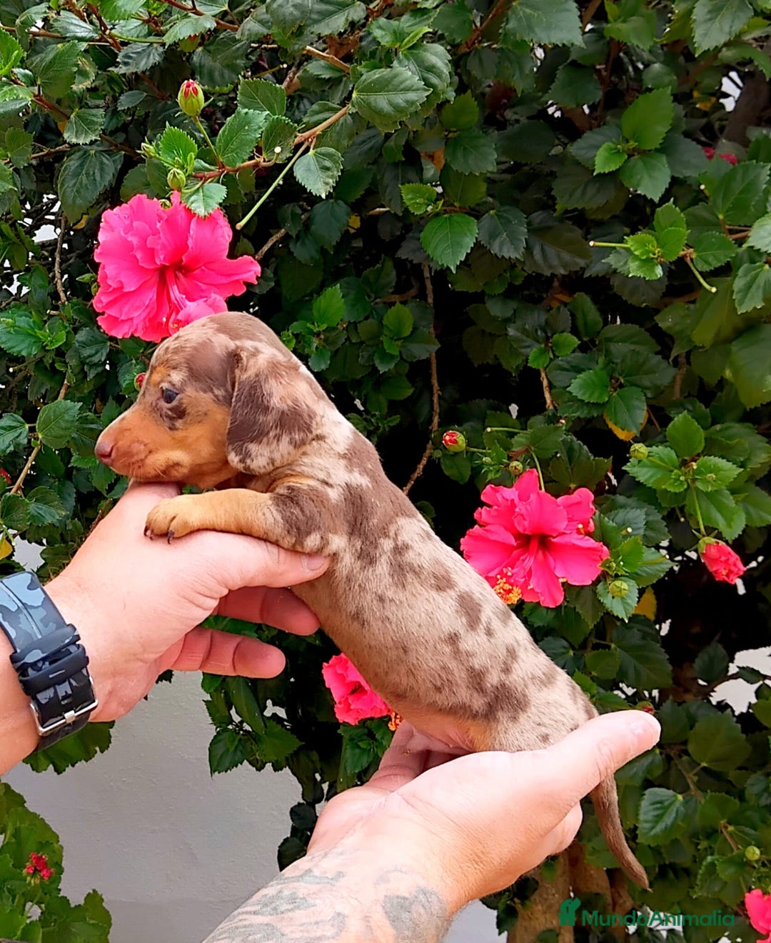 Teckel perros en venta: Espectacular teckel kaninchen arlequín chocolate  - Imagen 1