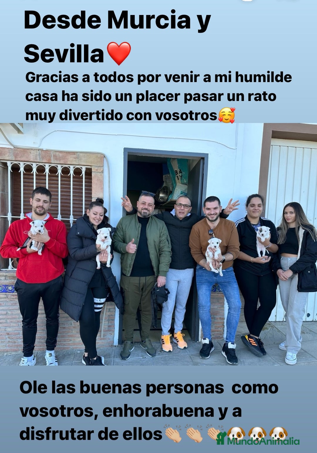 American Staffordshire-Terrier perros en venta: American Stanford, mis pequeños - Imagen 5