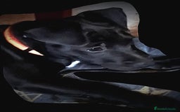 Jack Russell Terrier perros en venta: Patterdale terrier  - Imagen 3