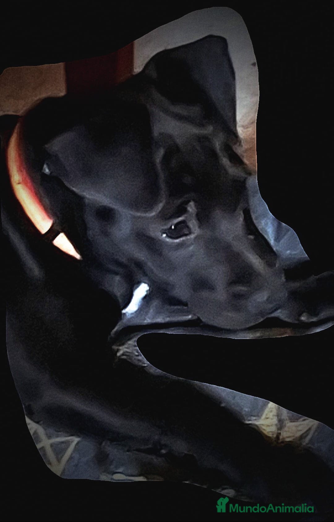 Jack Russell Terrier perros en venta: Patterdale terrier  - Imagen 3