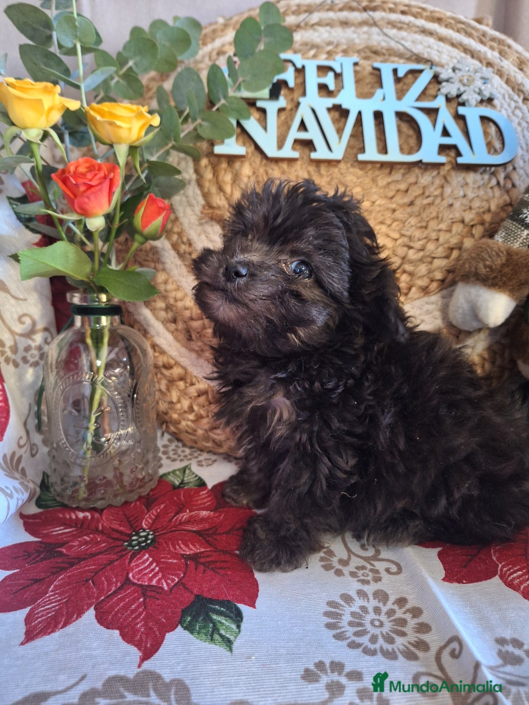 Maltipoo perros en venta: MALTIPOO TOY - Anuncio 5