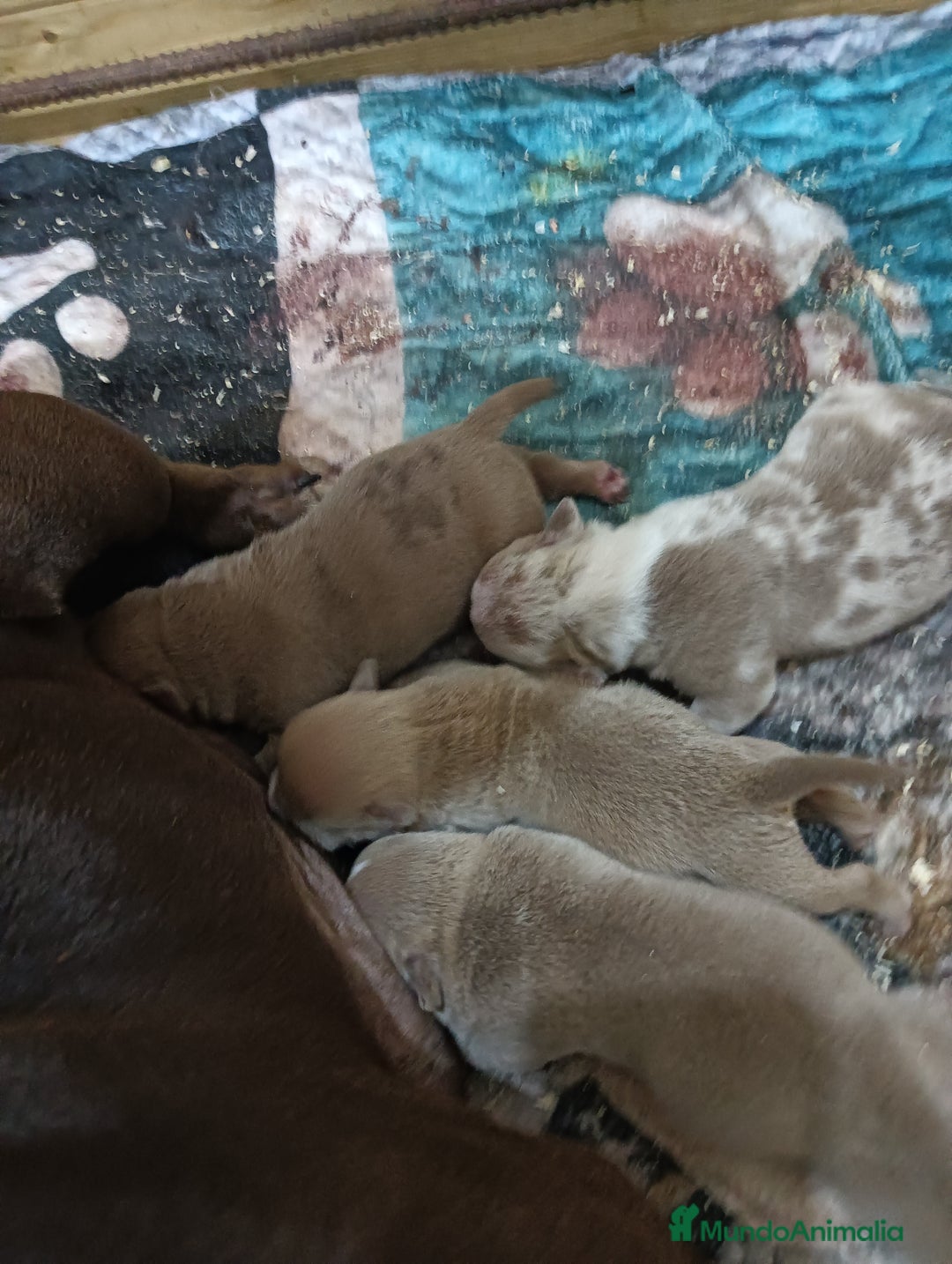 American Bully perros en venta: América bully micro exótico  - Anuncio 5