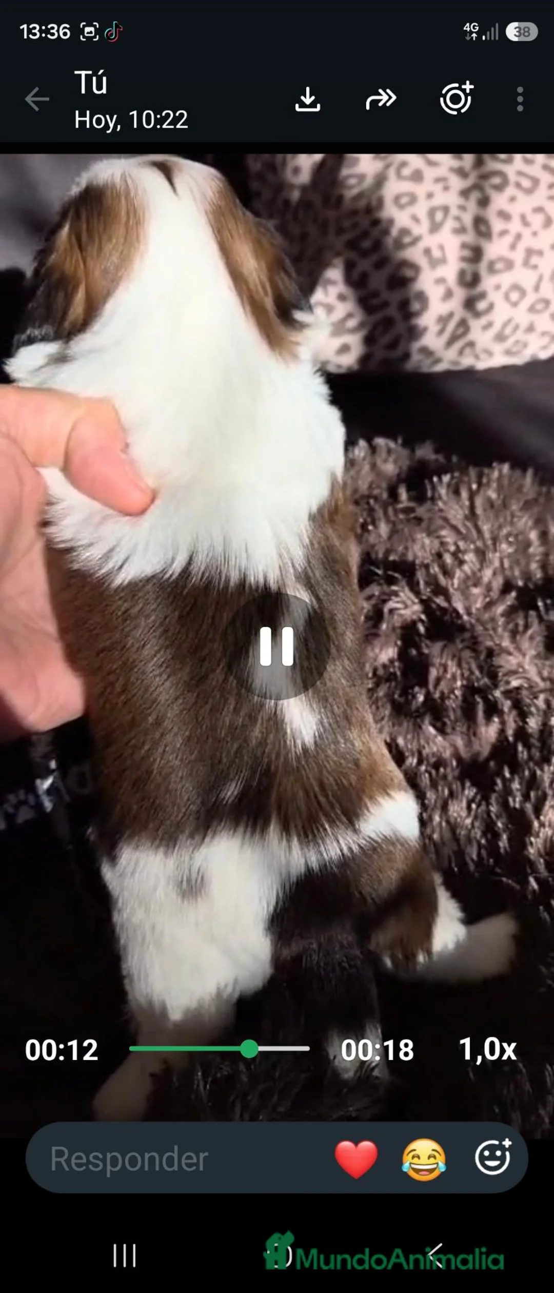 Shih Tzu perros en venta: Hembritas shih tzu - Anuncio 2